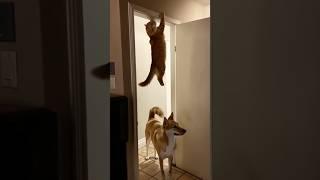 Cat Hangs for Dear Life While Dog Has No Clue 