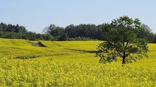 Pola rzepaku / Fields of Colza