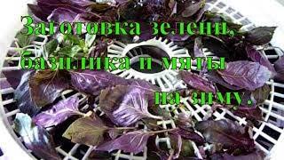 Как сушить зелень в сушилке. Зелень на зиму. Сушка в сушилке для овощей и фруктов