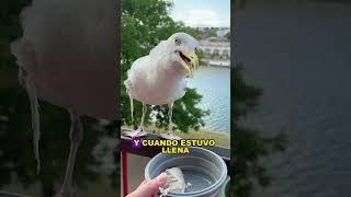 Save that little seagull#animals#Friendship #Us#seagull
