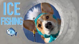 ICE FISHING - Topi the Corgi