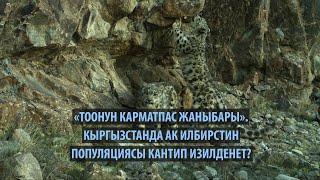 «Карматпас жаныбар». Кыргызстанда ак илбирстин популяциясы кантип изилденет?