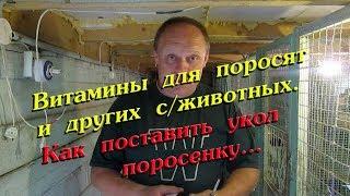 Витамины для поросят и других с/животных//как поставить укол поросенку