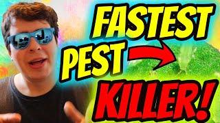 EASIEST WAY TO GET RID OF ALL PESTS IN UNDER AN HOUR!