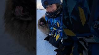 Вот - мороз, а мы гуляем! Собака - побегака!/It's freezing, and we're walking! A running dog! #dog