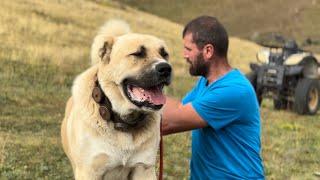 GIANT Dagestan VOLKODAV DOGS