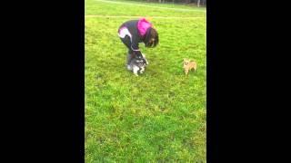 Molly and Nala playing in Hoole!