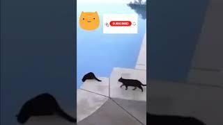 देखो !!!!Funny cat@learningtech369, #funny, #comedy, #shortvideo #monkey #love #learningtechnologies