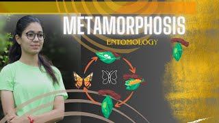 Metamorphosis in insects and it's types | Entomology | Go Agro