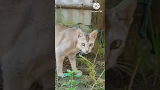 Cat eating grass and throwing up