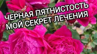 КАК ЛЕЧИТЬ РОЗЫ ОТ ЧЕРНОЙ ПЯТНИСТОСТИ?