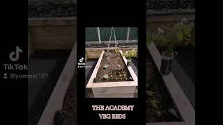 The school allotment veg beds