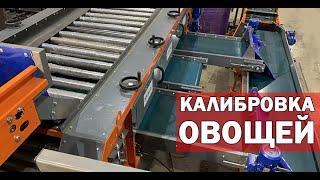 Калибровка и упаковка овощей (видео)