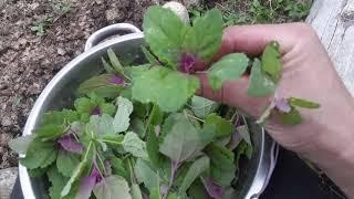 Weeding is eating! - Magenta spreen, lambs quarters, and violets. it's like spinach forever!