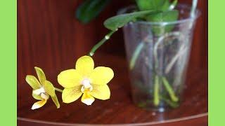 Orchid - Reblooms of Water Culture Phal Cutie Honey | Orchid Identification