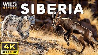 WILD SIBERIA | Survival Secrets of the Frozen Wilderness | Animal documentary
