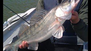 Predator fishing diary #2 Zander fishing 2015