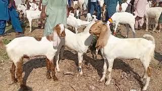 Bakra eid ki collections