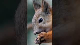 Белка ест орех/Squirrel eats a nut