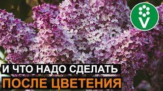 Как ухаживать за сиренью, чтобы она пышно цвела?