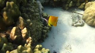 Longnose butterflyfish feeding on the reef