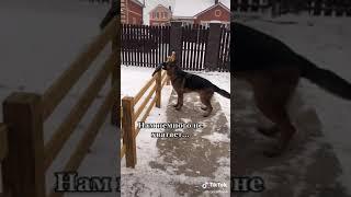 Рон Ральфович #shorts