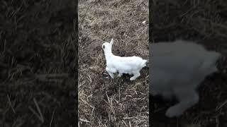 One week old and chasing chickens