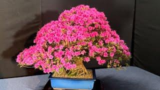 Bonsai Show - Vietnamese Bonsai Club Show Melbourne Aug 2024 - Flowering bonsai everywhere