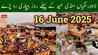 Bakra Mandi Lahore Eid First Day Latest Update, Saggain Mandi Lahore 2025 Eid Day, Mr Phirtu