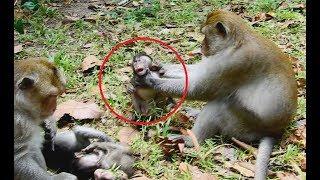 So pity baby! Big monkey strangled baby monkey very strong/Wild Monkey