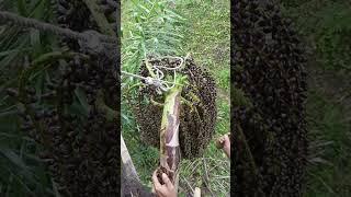 cara memotong manggar aren yang benar