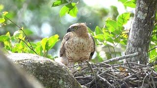 Birding Borneo 2024: Exploring Sepilok forest reserveversie 4K