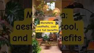 Monstera Plants: Aesthetic, Cool, and Full of Benefits! #shorts #viral #monstera