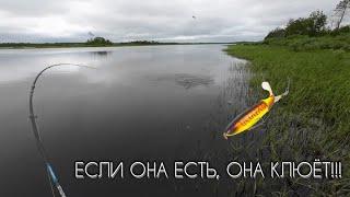 ЭТА ПРИМАНКА РАБОТАЕТ !?#рыбалка #щука #спининг #fishing #pike #pikefishing #perch