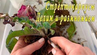 Стрептокарпусы. Деление и размножение