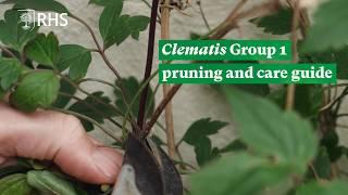 Clematis group 1 pruning and care guide | The RHS
