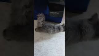 #grey  #persian  #catlovers  #cat  #guwahati  #guwahaticity  #northeast #pets  #cats  #catlover