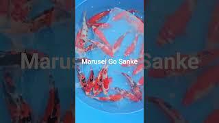 Marusei Go Sanke now on sale at Derbyshire Koi #koi