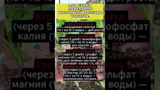 СХЕМА ПОДКОРМОК МАЛЕНЬКОЙ РАССАДЫ ТОМАТОВ 