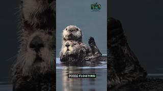 Why Otters Hold Hands While Sleeping!