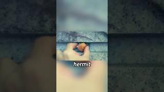 The boy eats hundreds of hermit crabs every day.