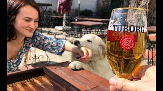 Weekend in Tekirdağ, Turkey with a cat & dog who are best friends