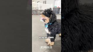 Meet Blu the Bernedoodle Puppy! | Sit Means Sit Dog Training Colorado Springs