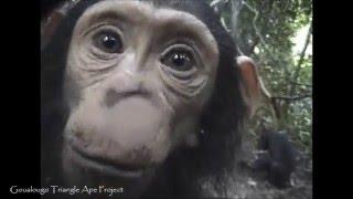 Curious Chimpanzees Check out Camera Trap in the Goualougo Triangle