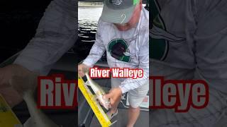 Coot’s River Walleye  #walleyefishing #fishing #cootslures #lakewinnebago #outdoors