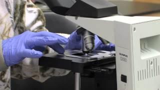 W3H2 Approach to Plant Diagnosis