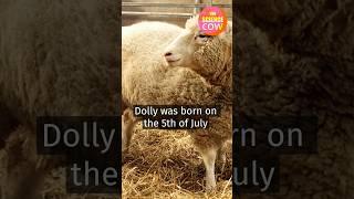 Story of Dolly - The First Cloned Sheep