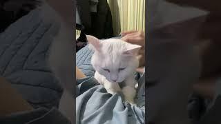 Немного любви от старичка Снежка️ Будьте добрее к друг другу 