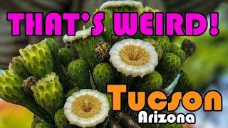 Tucson Arizona | WEIRDEST FACTS About Tucson, AZ