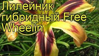 Лилейник гибридный Фри Вилин. Краткий обзор, описание характеристик hemerocallis Free Wheelin